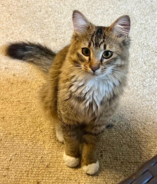 Enlarge William, an adopted Maine Coon in Atlanta, GA image 3/6