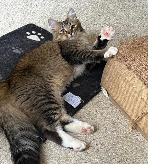 Enlarge William, an adopted Maine Coon in Atlanta, GA image 4/6