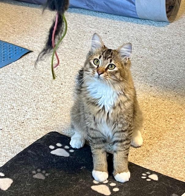 William, adopted, Young Male Maine Coon.