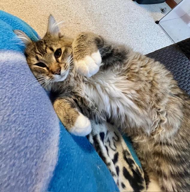 Enlarge William, an adopted Maine Coon in Atlanta, GA image 2/6