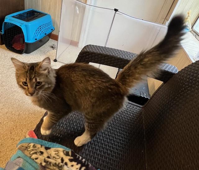 Enlarge William, an adopted Maine Coon in Atlanta, GA image 6/6