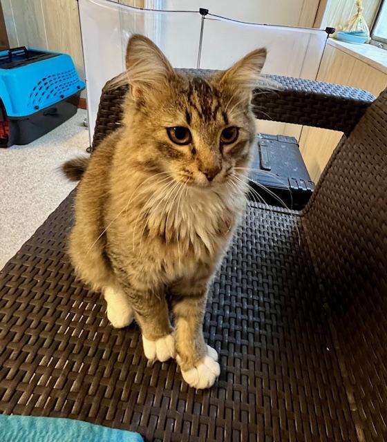 Enlarge William, an adopted Maine Coon in Atlanta, GA image 5/6