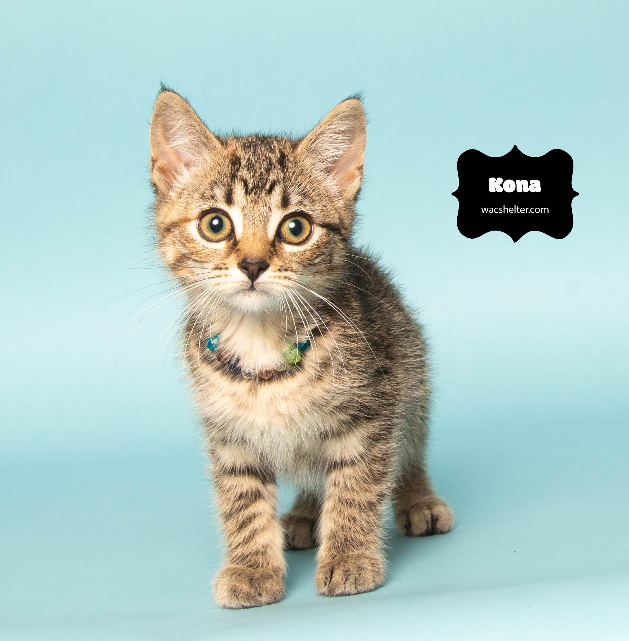 KONA, Baby Male Domestic Short Hair