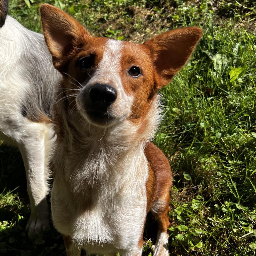 Roo, Adoptable, Adult Female Cattle Dog.