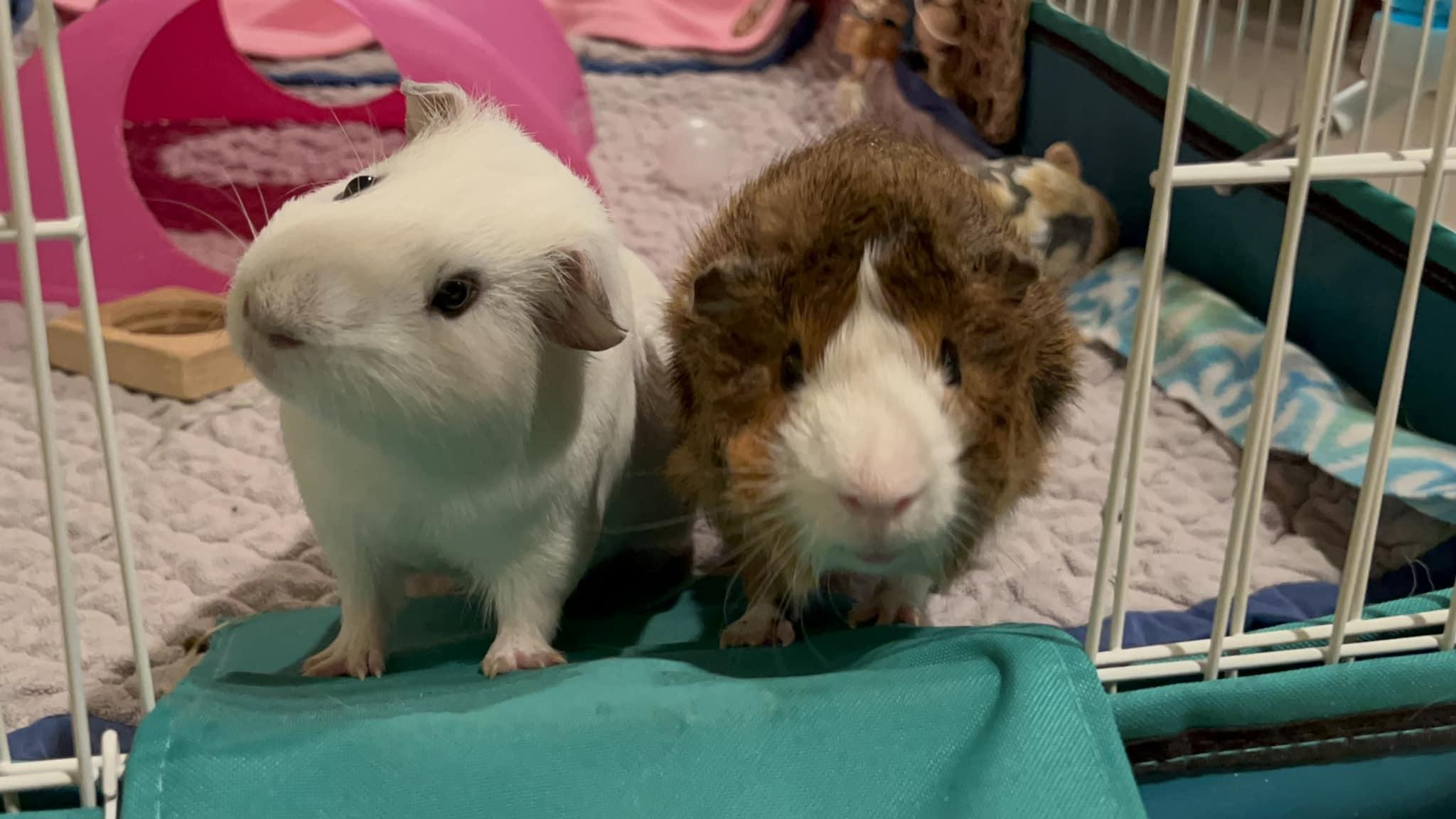 Ganke & Myles, Adult Male unknown