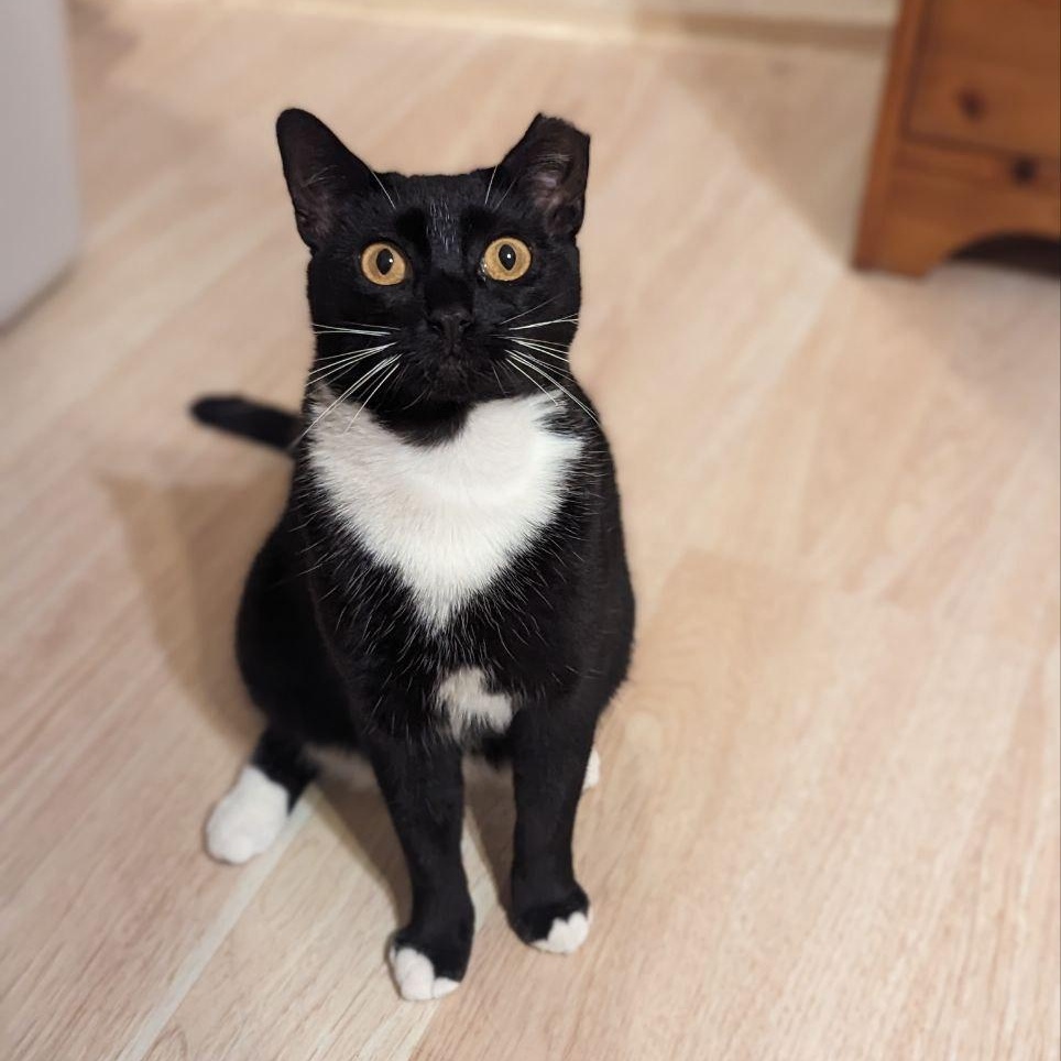 Enlarge Twilight, a Adoptable Domestic Short Hair in Brooklyn, NY image 3/4