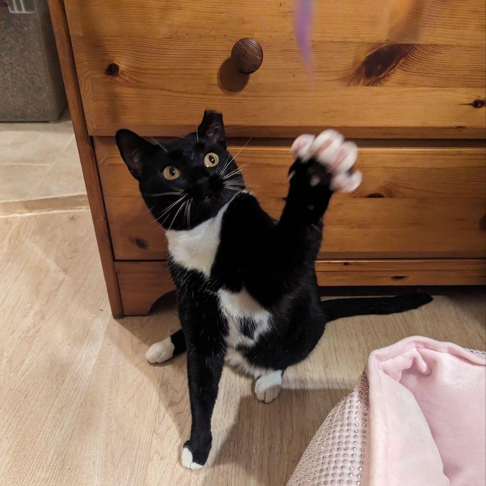 Enlarge Twilight, a Adoptable Domestic Short Hair in Brooklyn, NY image 2/4