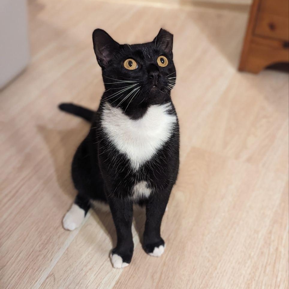 Twilight, Adoptable, Adult Female Domestic Short Hair.