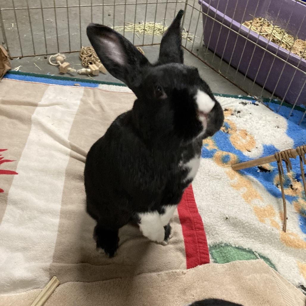 Luna (and Maverick), Adoptable, Adult Female Dutch.