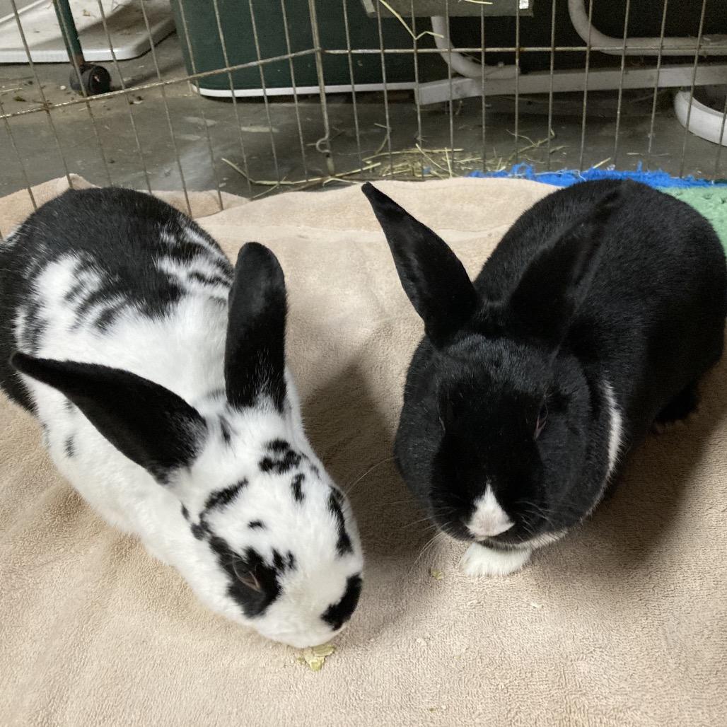 Luna (and Maverick), Adoptable, Adult Female Dutch.