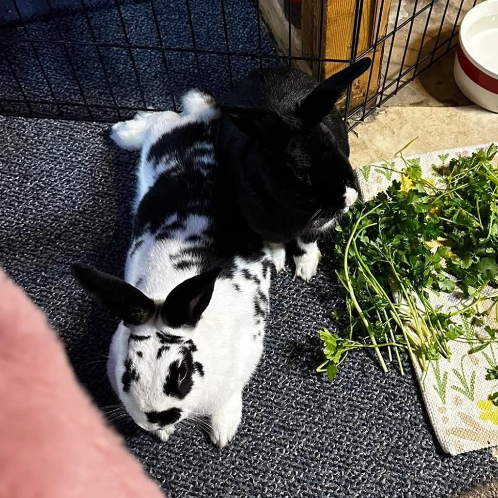 Enlarge Luna (and Maverick), a Adoptable Dutch in Baltimore, MD image 2/6