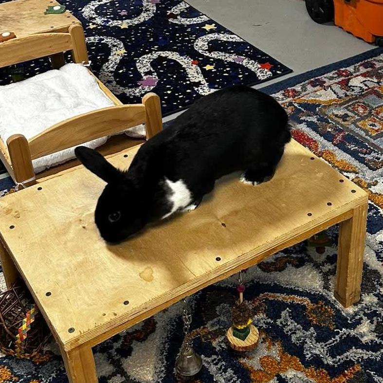 Enlarge Luna (and Maverick), a Adoptable Dutch in Baltimore, MD image 4/6