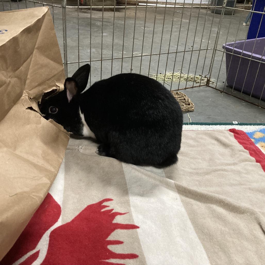 Luna (and Maverick), a Adoptable Dutch in Baltimore, MD image 2/4