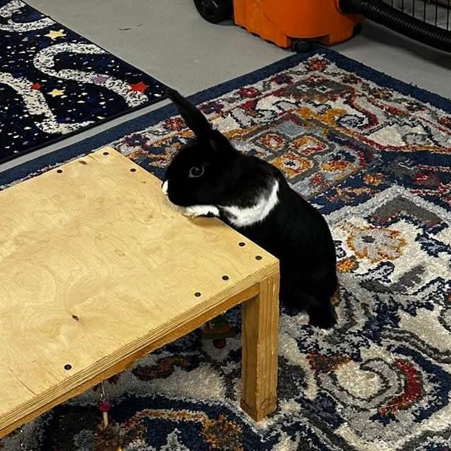 Enlarge Luna (and Maverick), a Adoptable Dutch in Baltimore, MD image 6/6