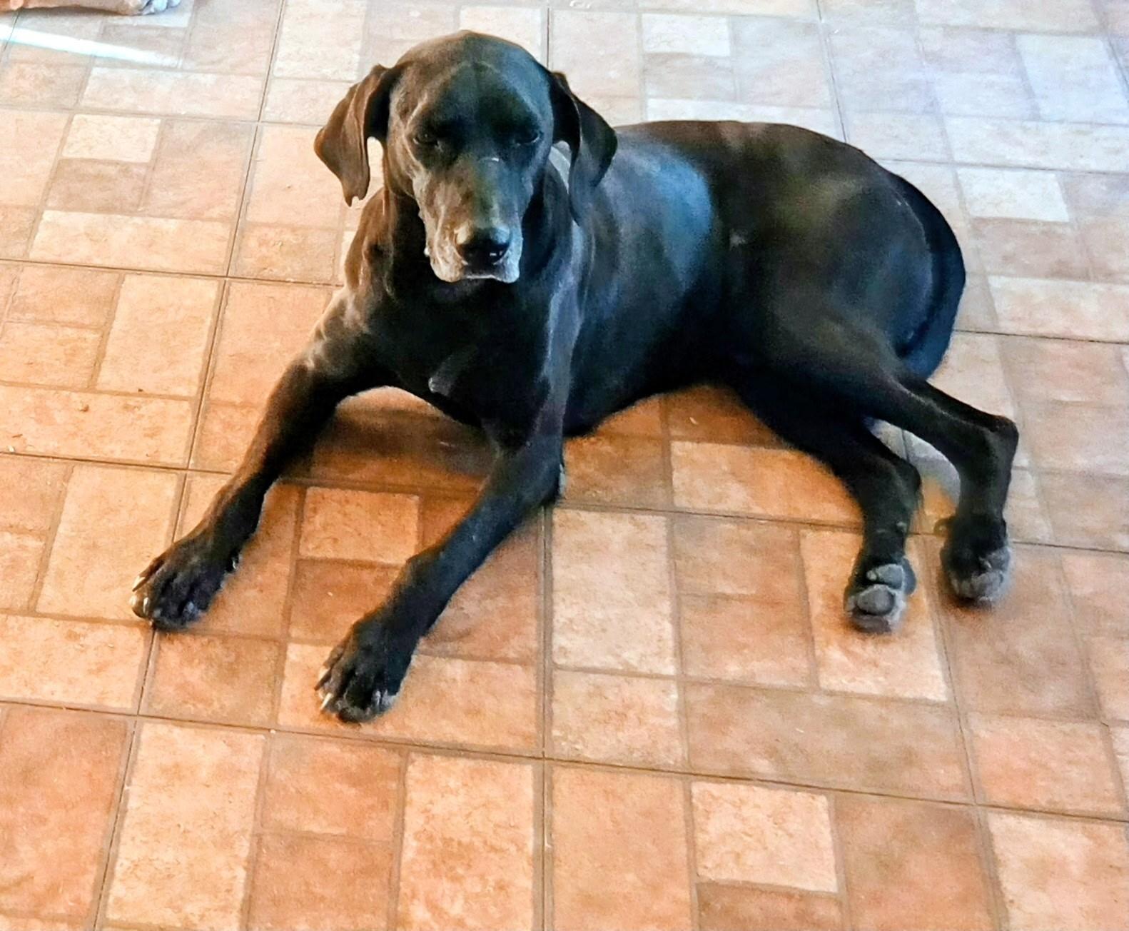 Buddy, ADOPTABLE, Senior Male Black Labrador Retriever.
