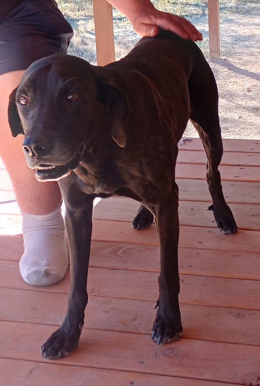 Enlarge Buddy, a ADOPTABLE Black Labrador Retriever in Sierra Vista, AZ image 2/3