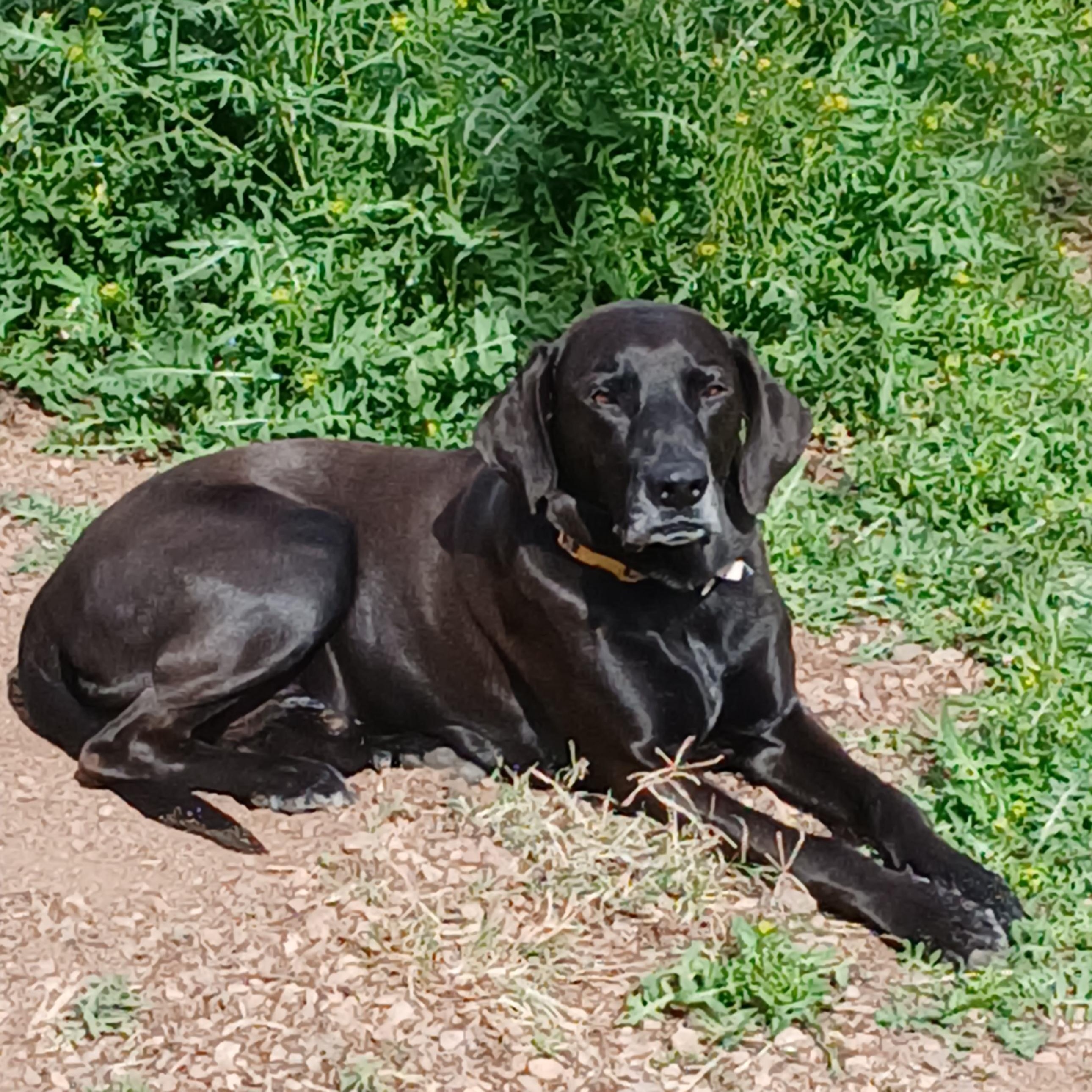 Buddy, ADOPTABLE, Senior Male Black Labrador Retriever.