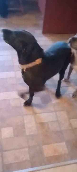 Enlarge Buddy, a ADOPTABLE Black Labrador Retriever in Sierra Vista, AZ video 3/3