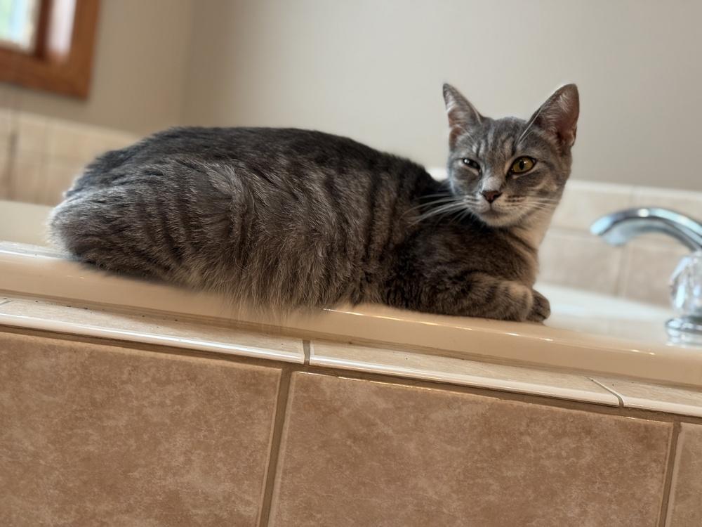 Sissy, Adoptable, Adult Female Domestic Short Hair.