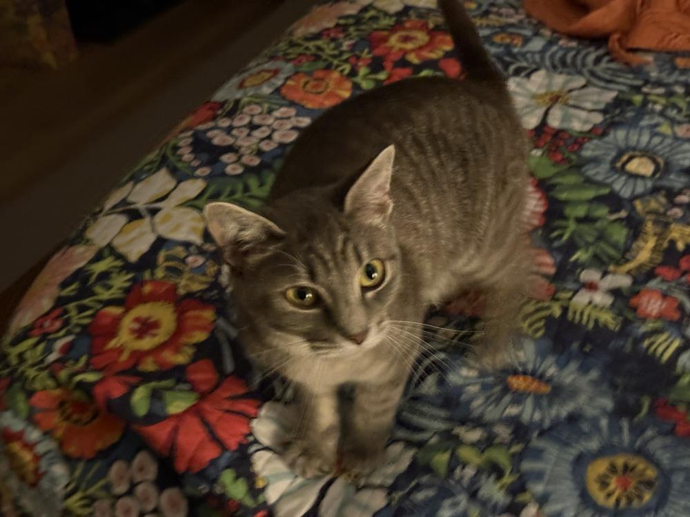 Sissy, a Adoptable mixed breed in Union Grove, WI image 2/6