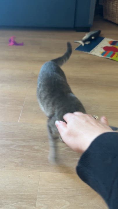Enlarge Sissy, a Adoptable mixed breed in Union Grove, WI video 4/6