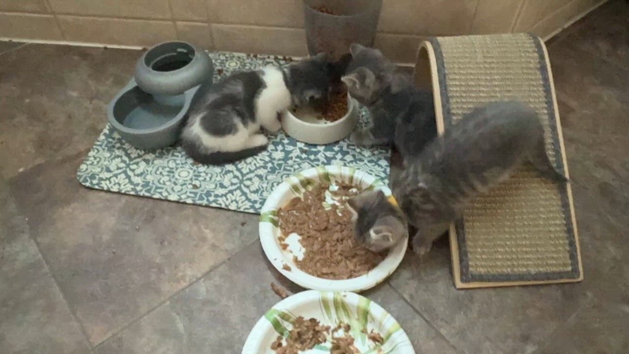 Enlarge Sissy, a Adoptable mixed breed in Union Grove, WI video 5/6