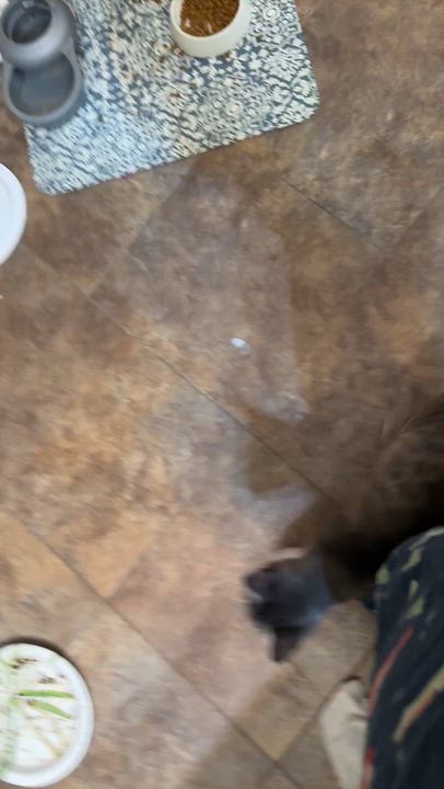 Enlarge Sissy, a Adoptable mixed breed in Union Grove, WI video 6/6