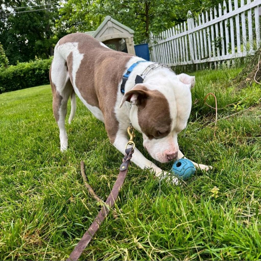 Enlarge El Jefe, a Adoptable American Bulldog in Easton, PA image 1/6