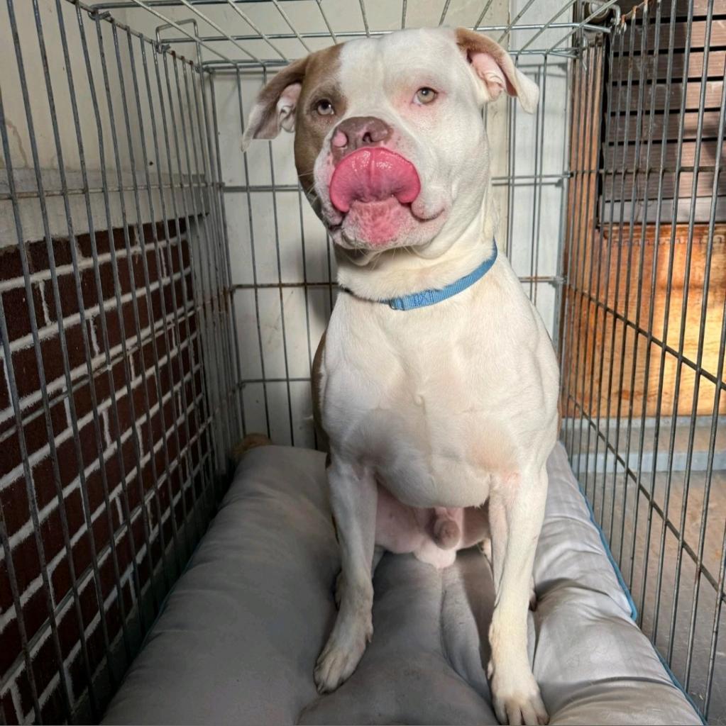 Enlarge El Jefe, a Adoptable American Bulldog in Easton, PA image 2/6