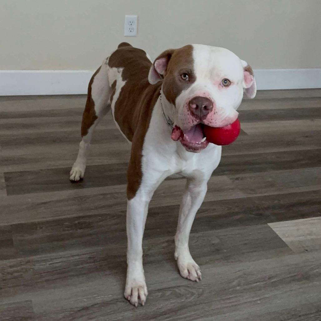 Enlarge El Jefe, a Adoptable American Bulldog in Easton, PA image 3/6