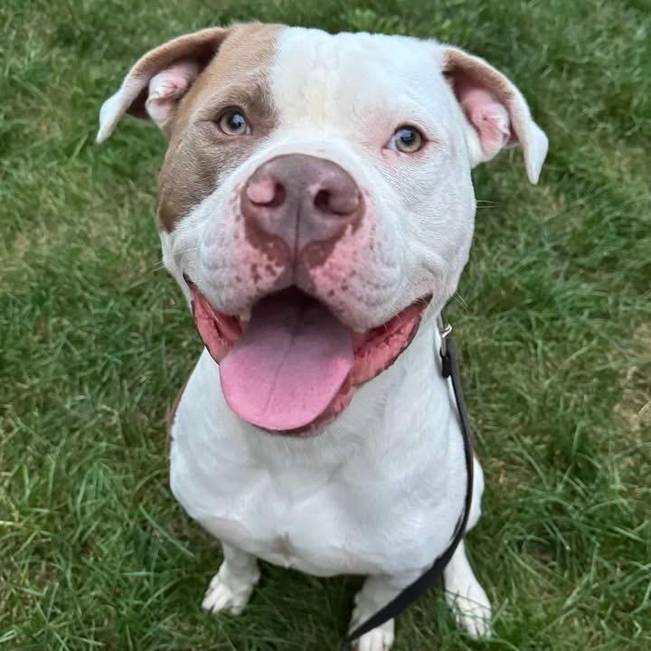 Enlarge El Jefe, a Adoptable American Bulldog in Easton, PA image 4/6