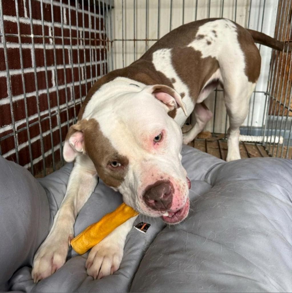 Enlarge El Jefe, a Adoptable American Bulldog in Easton, PA image 5/6