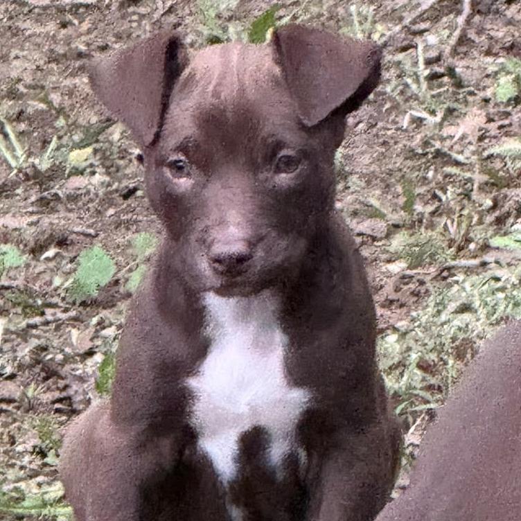 Holly, Adoptable, Puppy Female Mixed Breed & Pit Bull Terrier.