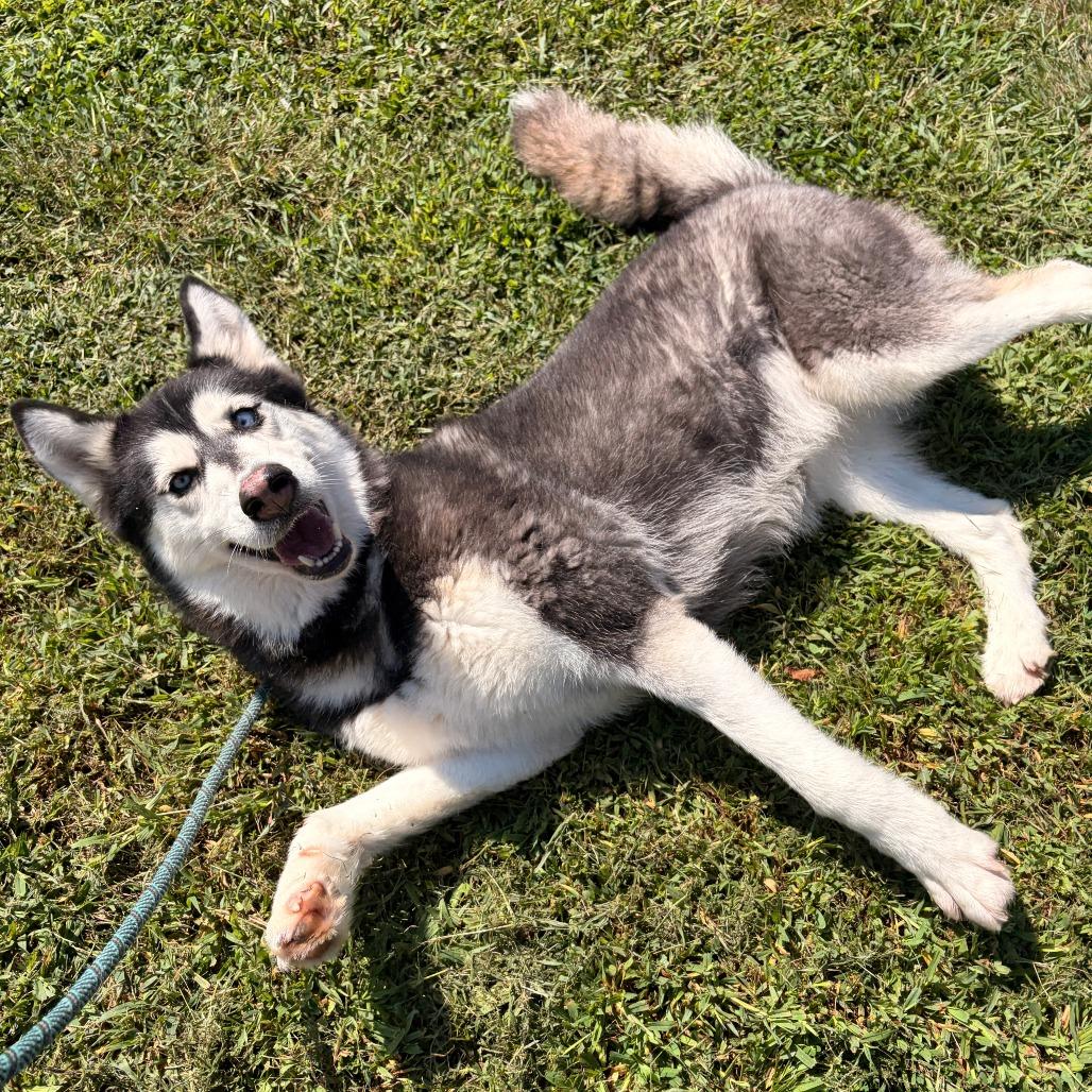 Piper, Adoptable, Adult Female Husky & Mixed Breed.
