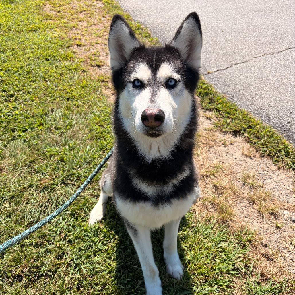 Enlarge Piper, a Adoptable mixed breed in Franklin, NC image 3/6