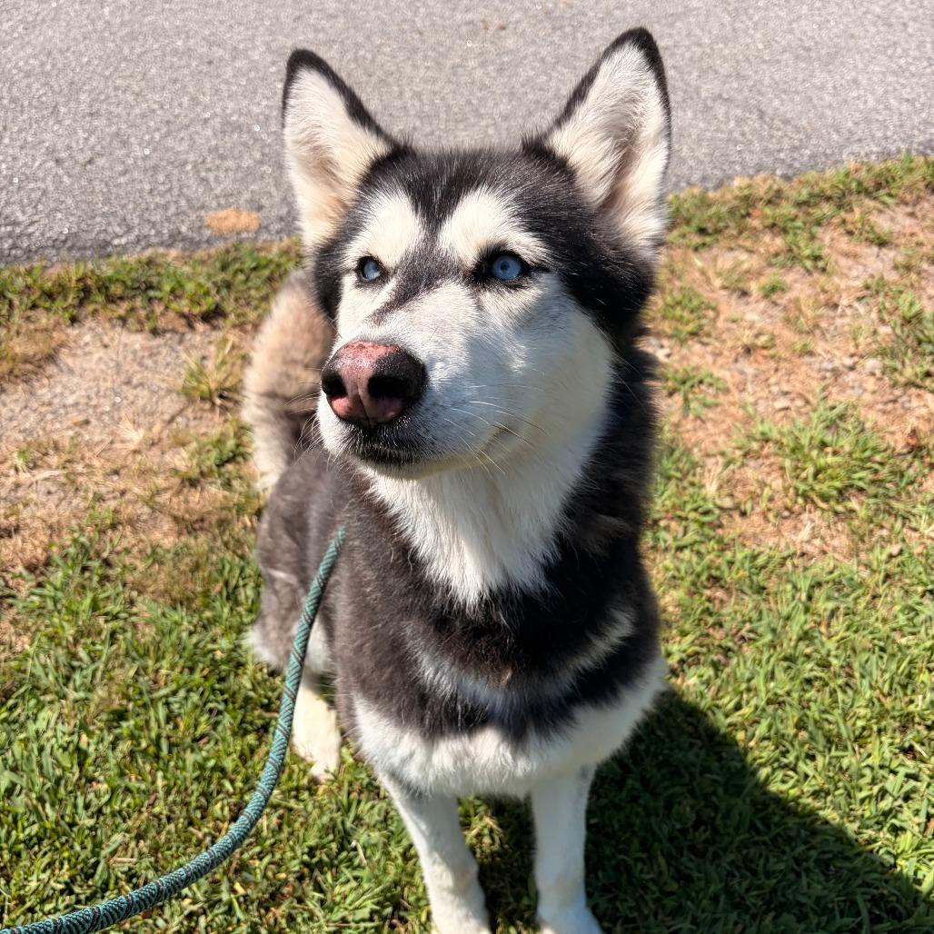 Enlarge Piper, a Adoptable mixed breed in Franklin, NC image 5/6