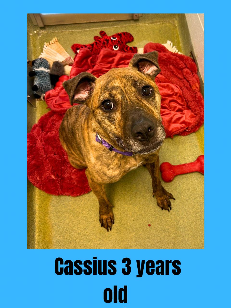 Enlarge Cassius, a Adoptable Mixed Breed in Ravenna, OH image 1/1