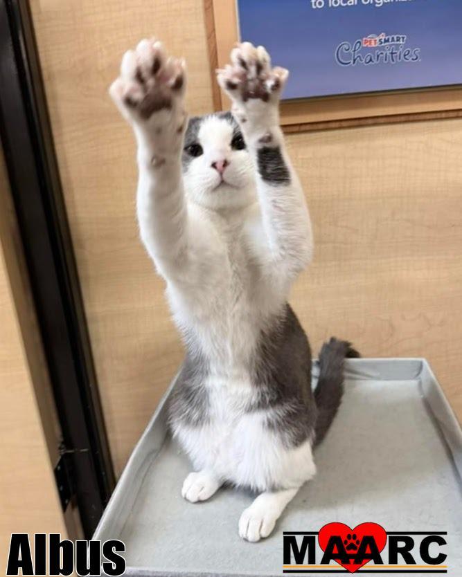 Enlarge Albus, a Adoptable mixed breed in Maryville, TN image 1/2