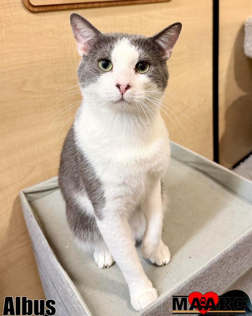 Albus / Beetlejuice — thumbnail 2