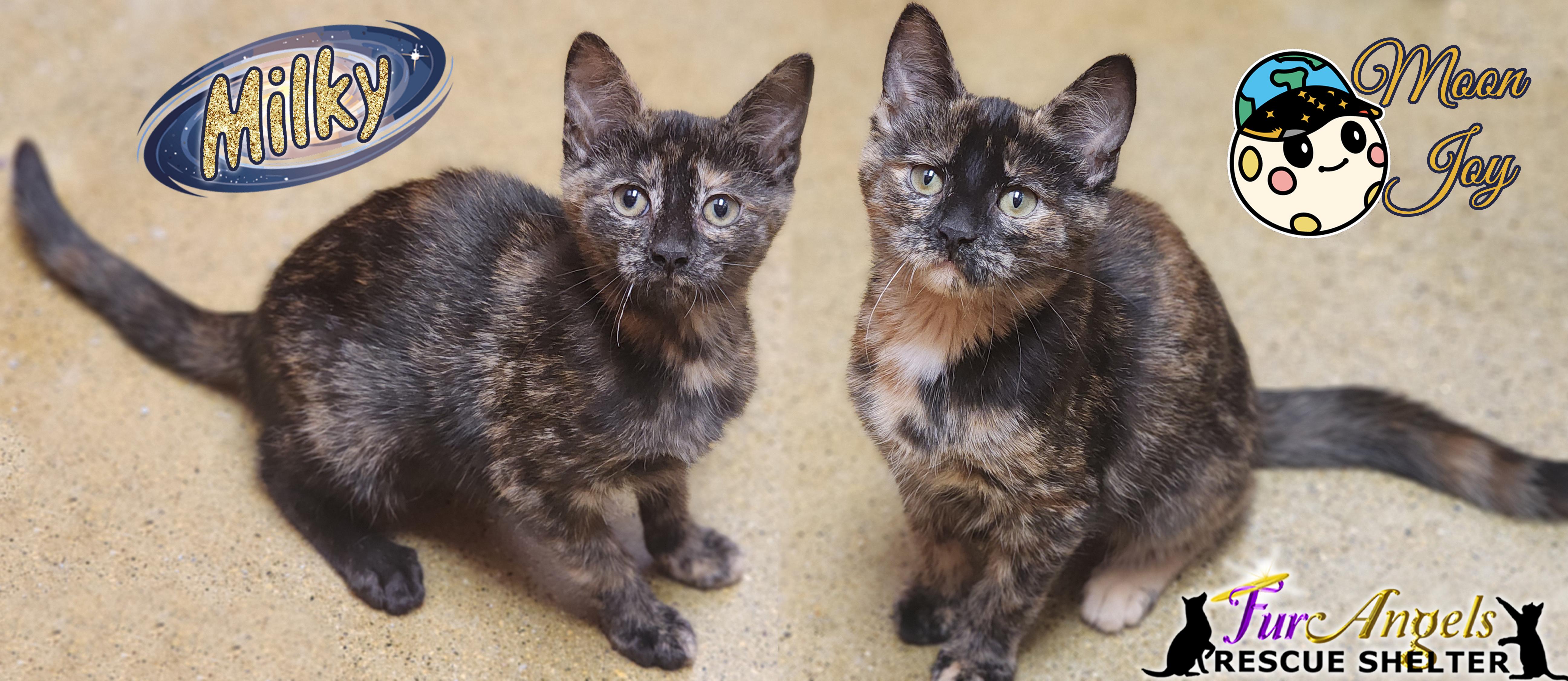 Enlarge Milky & Moon Joy, a Adoptable Domestic Short Hair in Toledo, OH image 1/3