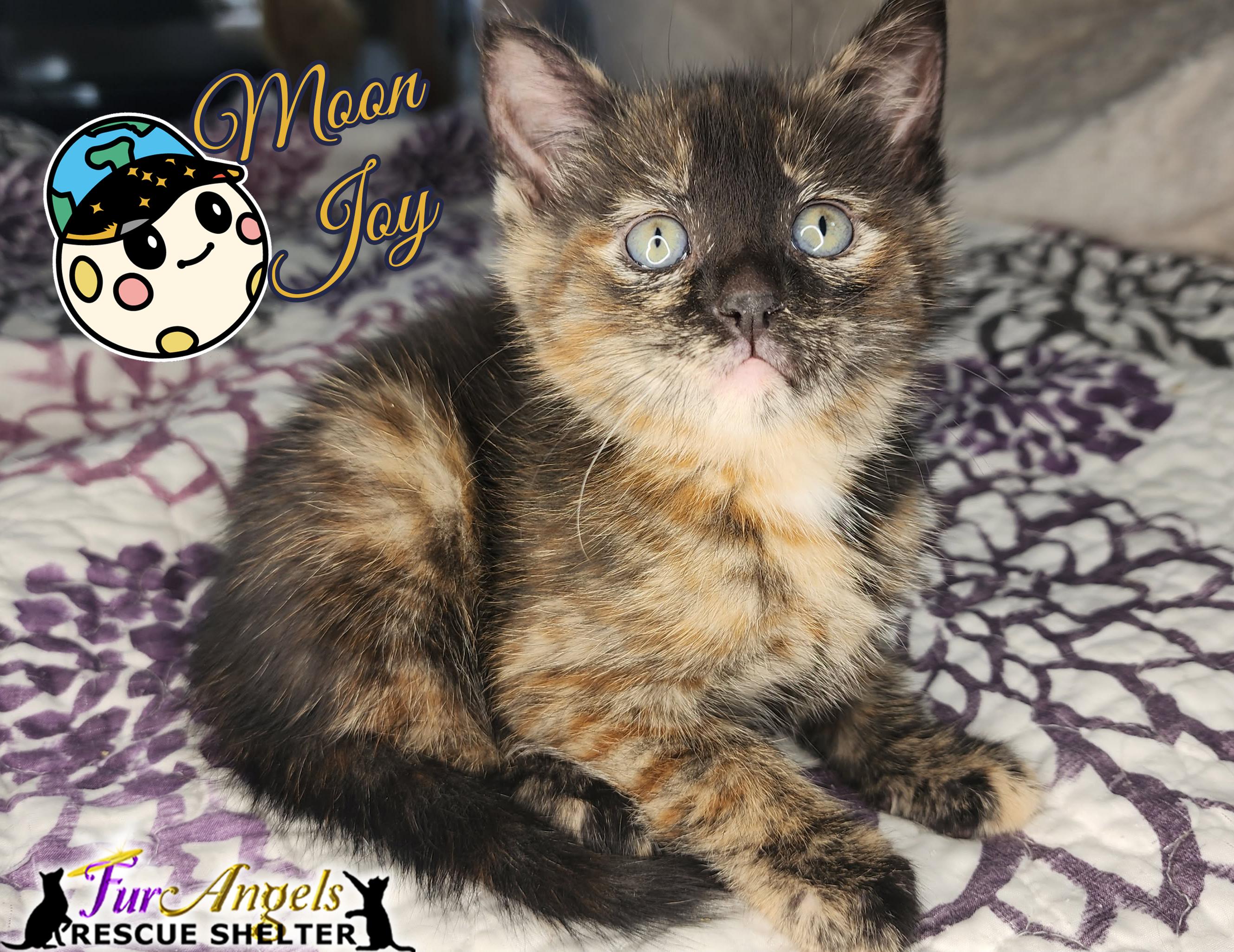 Enlarge Milky & Moon Joy, a Adoptable Domestic Short Hair in Toledo, OH image 3/3