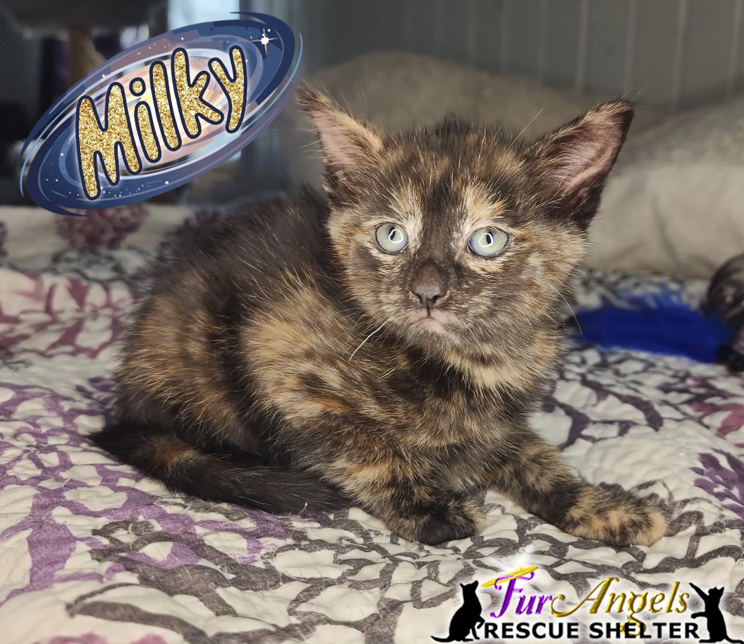 Enlarge Milky & Moon Joy, a Adoptable Domestic Short Hair in Toledo, OH image 2/3