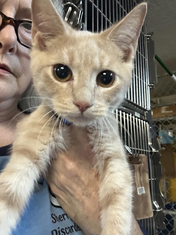 Burrito, Adoptable, Kitten Male Domestic Short Hair.