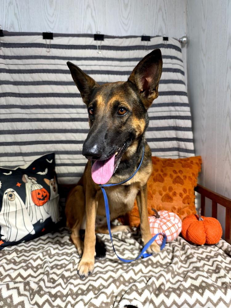 Enlarge MADDIE, a Adoptable mixed breed in Opelousas, LA image 2/2