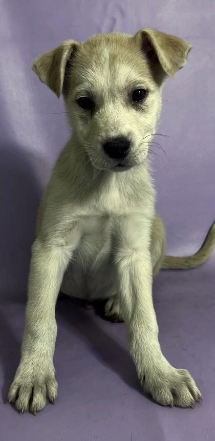 Napoleon — thumbnail 2