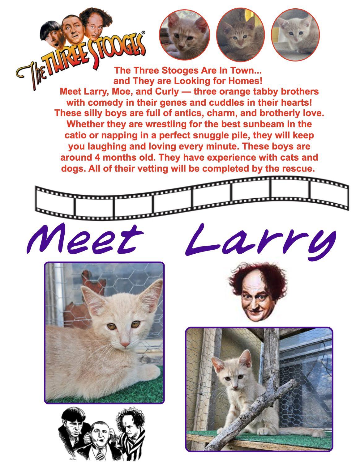 Larry, an adoptable Domestic Short Hair in Clovis, NM, 88101 | Photo Image 1