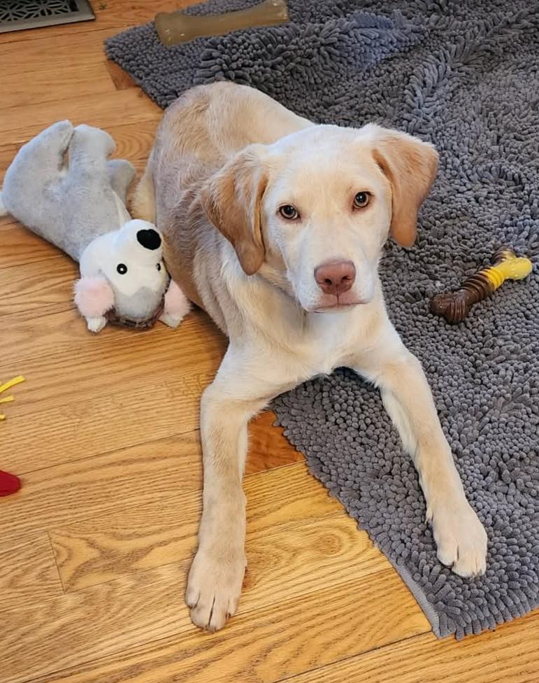 Sadie, ADOPTABLE, Young Female Yellow Labrador Retriever & Chesapeake Bay Retriever.