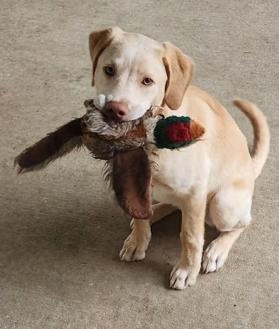 Sadie, a ADOPTABLE mixed breed in Dubuque, IA image 4/5