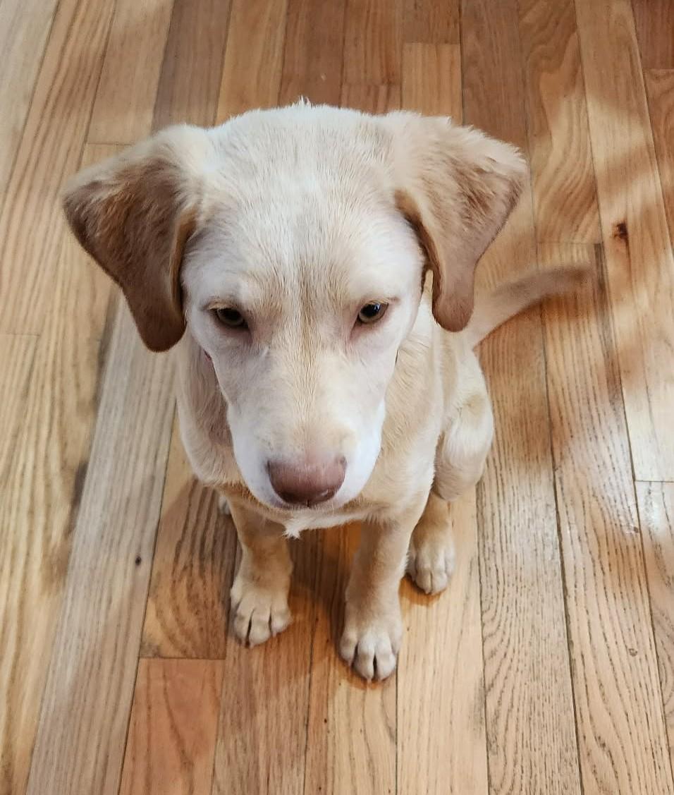 Sadie, a ADOPTABLE mixed breed in Dubuque, IA image 5/5