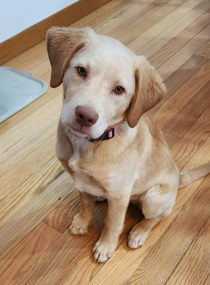 Sadie, a ADOPTABLE mixed breed in Dubuque, IA image 2/5